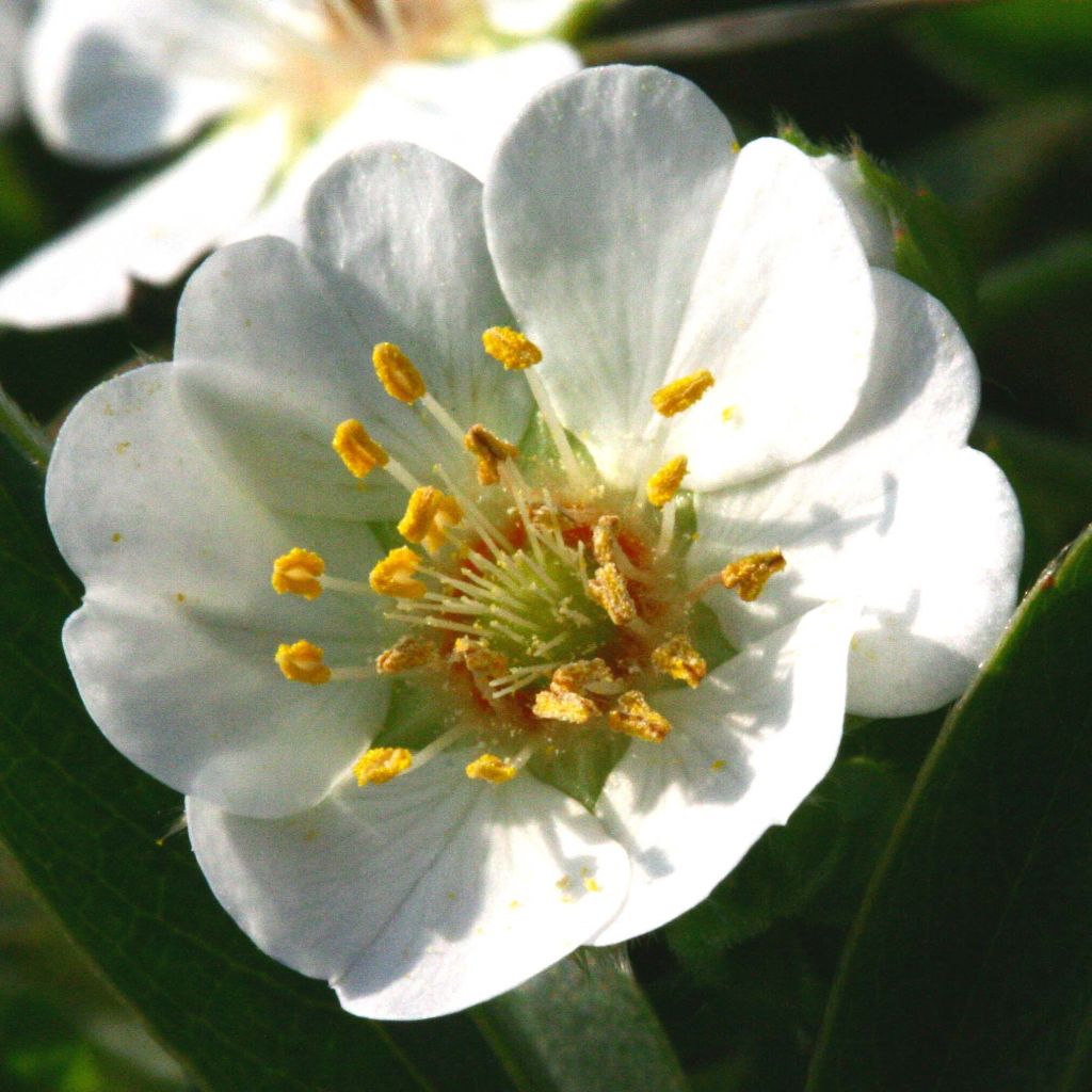 Weißes Fingerkraut - Potentilla alba