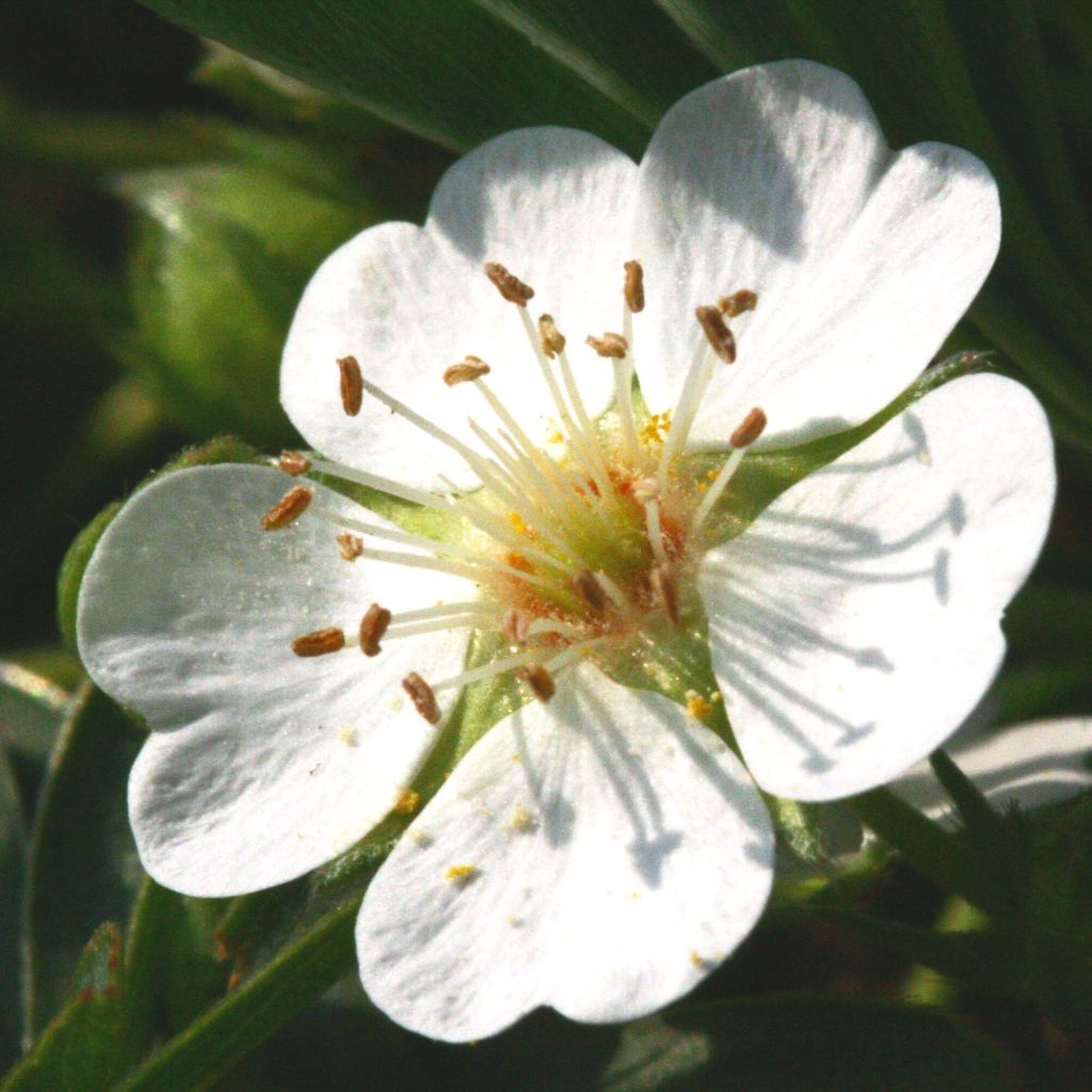 Weißes Fingerkraut - Potentilla alba