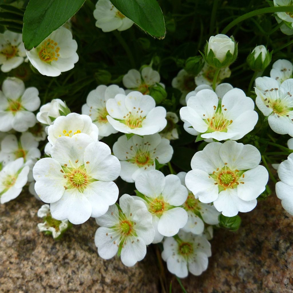 Weißes Fingerkraut - Potentilla alba