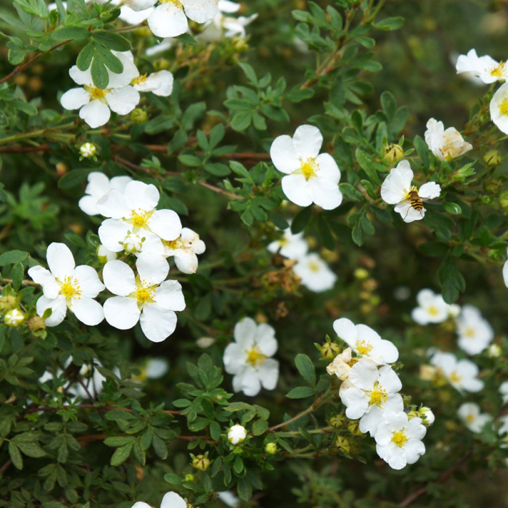 Weißes Fingerkraut - Potentilla alba