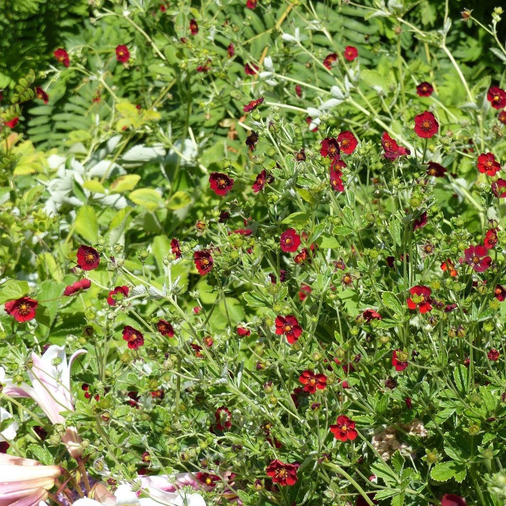 Blutrotes Fingerkraut - Potentilla atrosanguinea