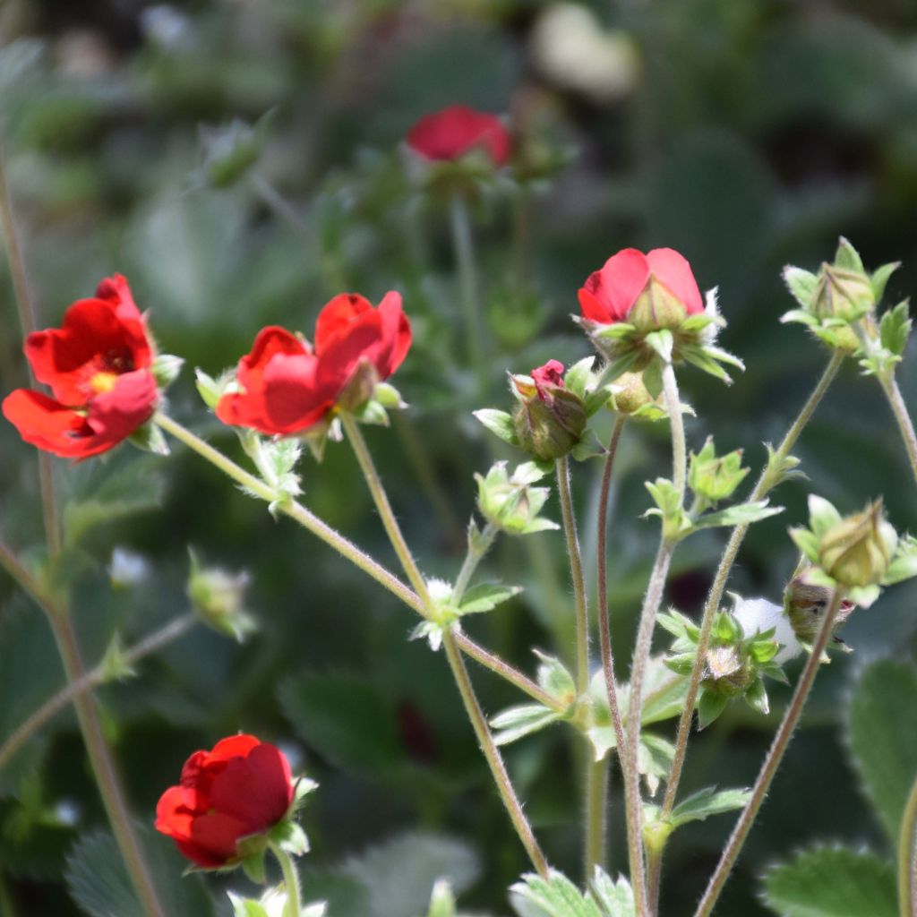 Blutrotes Fingerkraut - Potentilla atrosanguinea