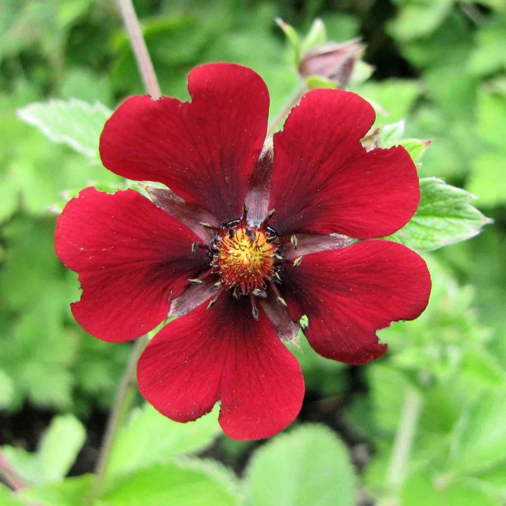 Blutrotes Fingerkraut - Potentilla atrosanguinea