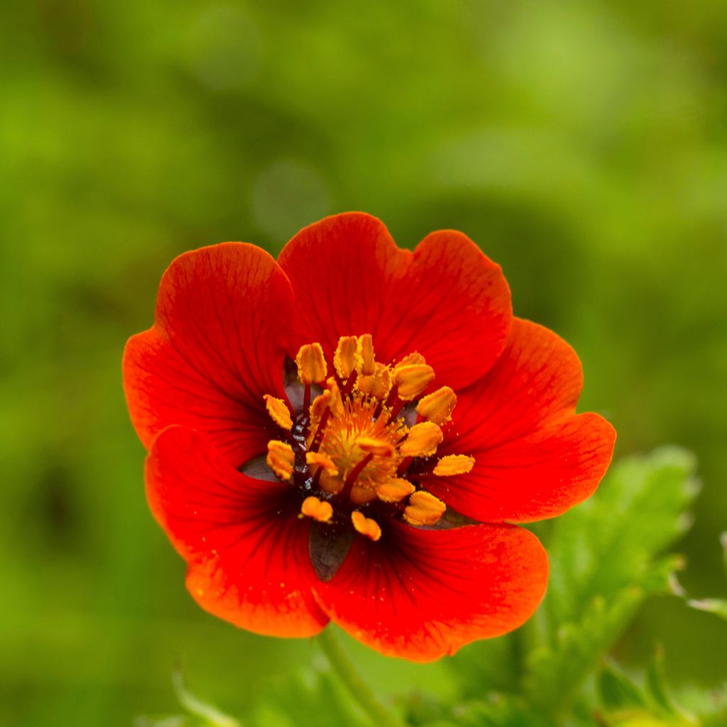 Blutrotes Fingerkraut - Potentilla atrosanguinea