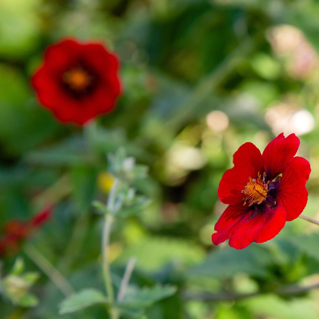 Blutrotes Fingerkraut - Potentilla atrosanguinea