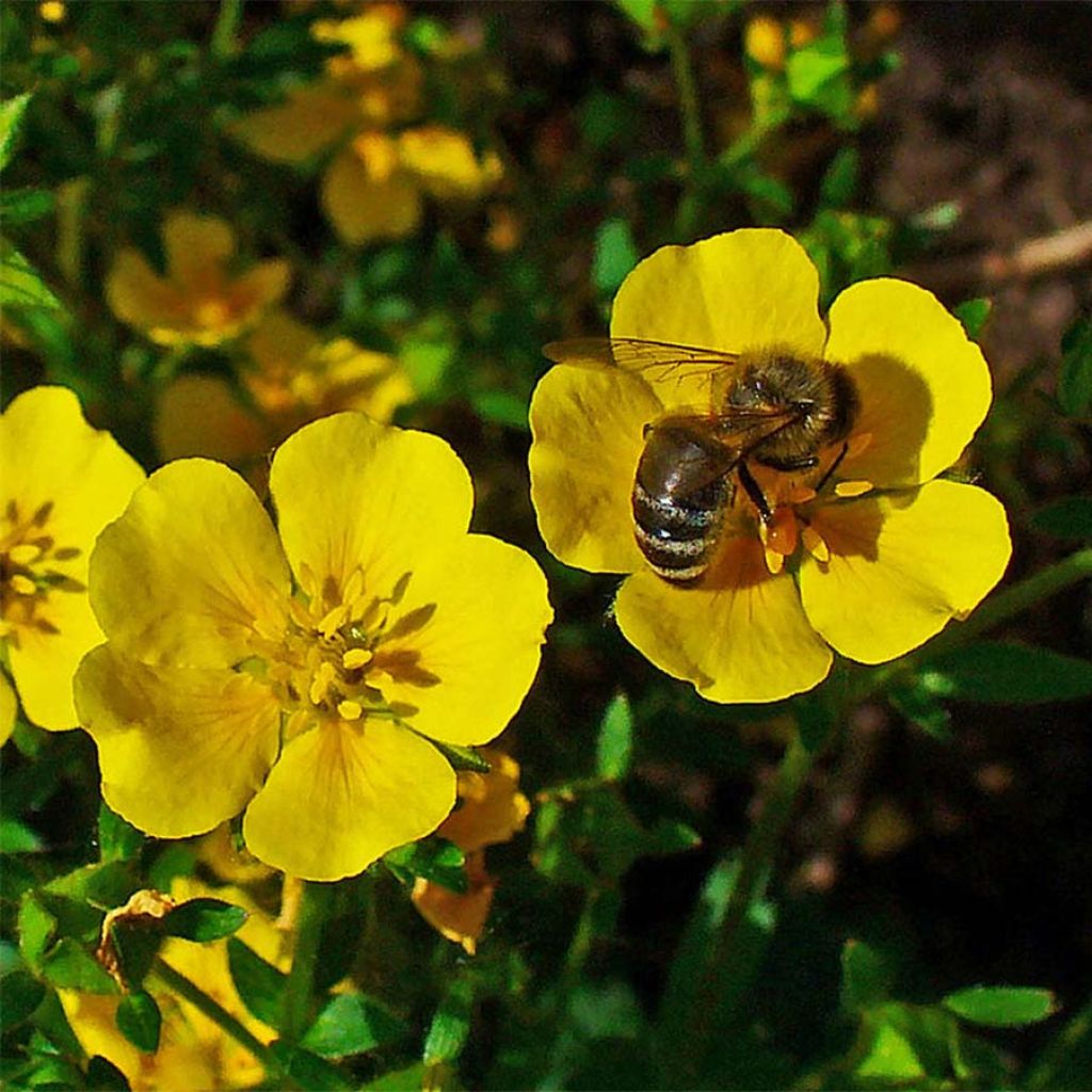 Gold-Fingerkraut - Potentilla aurea