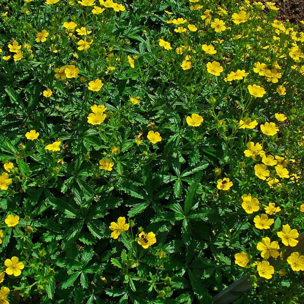 Gold-Fingerkraut - Potentilla aurea