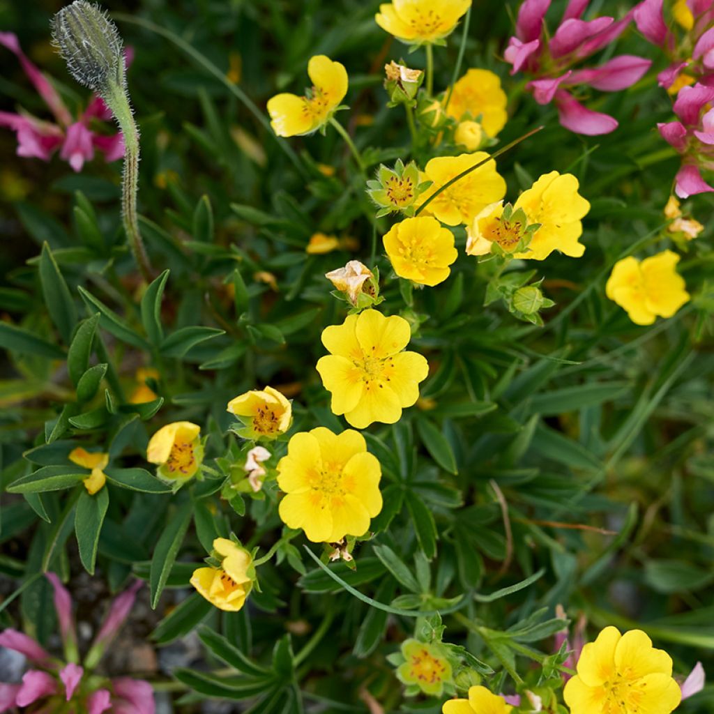 Gold-Fingerkraut - Potentilla aurea