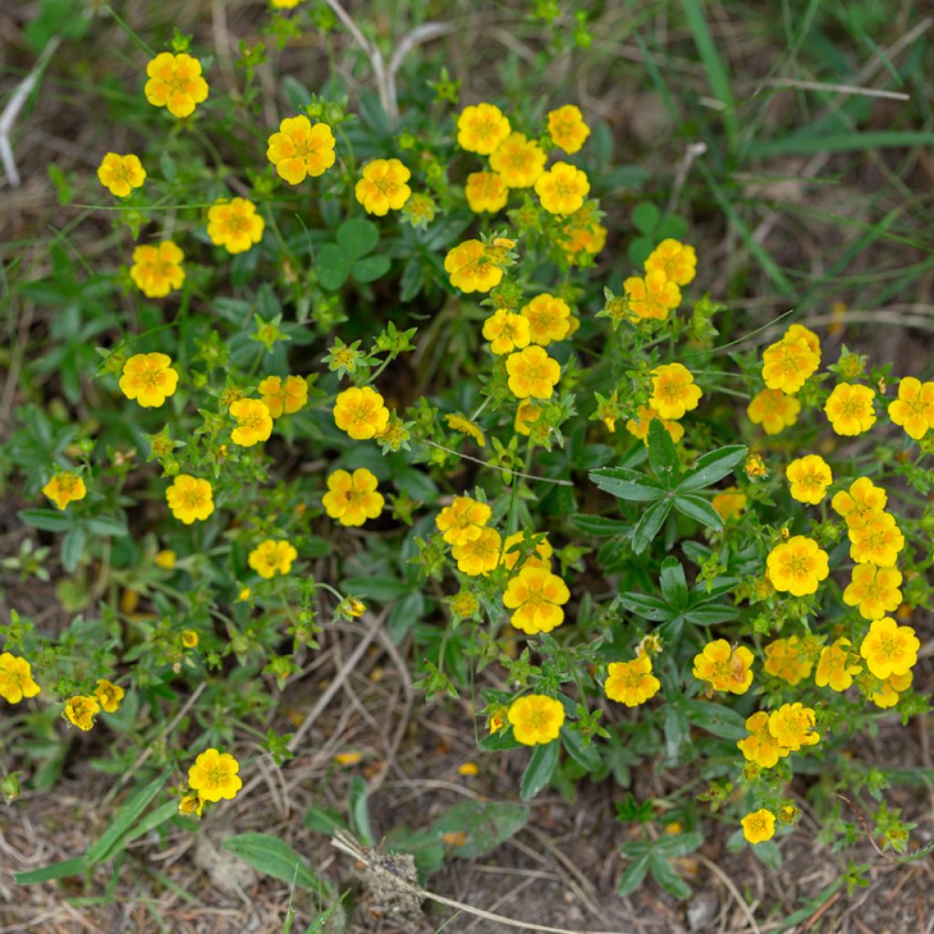 Gold-Fingerkraut - Potentilla aurea