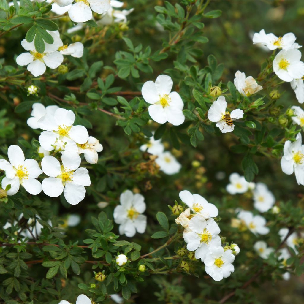 Potentille arbustive - Potentilla fruticosa Bella Bianca