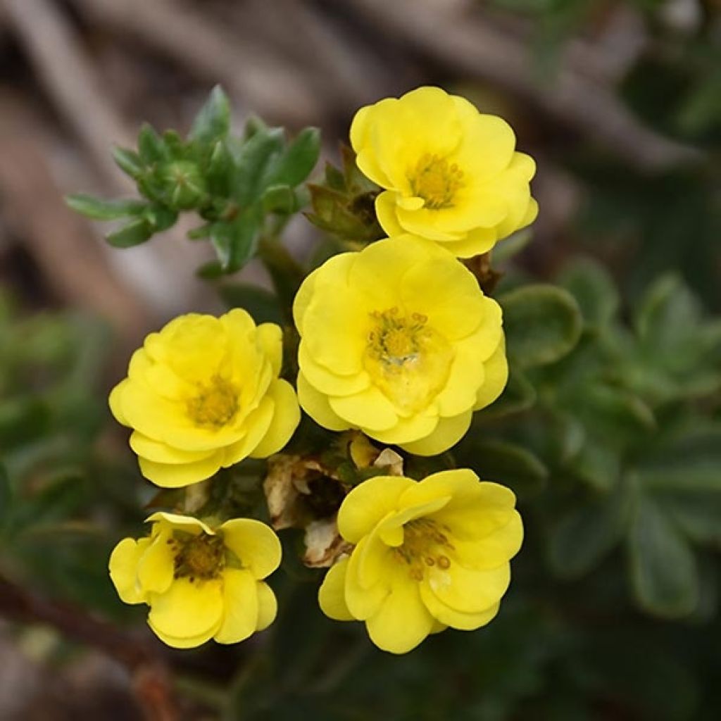 Fingerstrauch Citrus Tart - Potentilla fruticosa