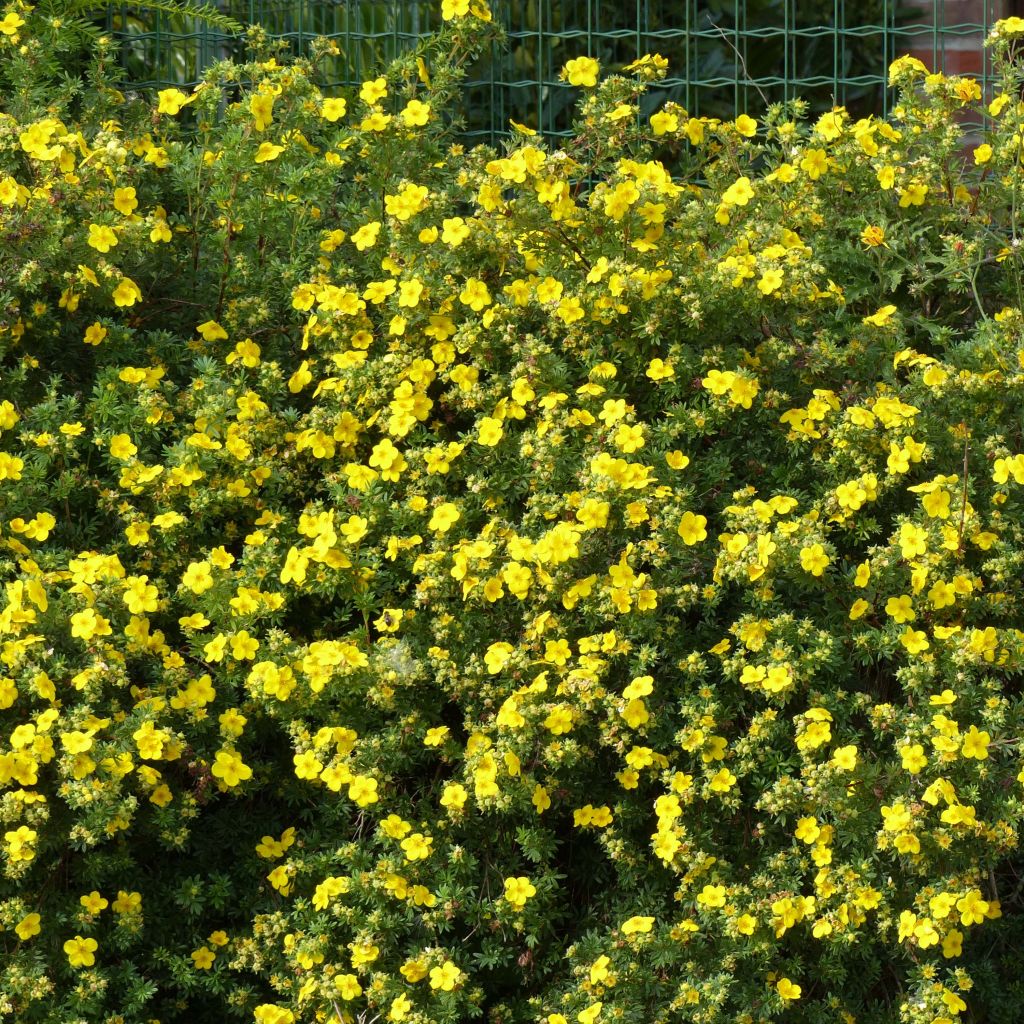 Fingerstrauch Goldfinger - Potentilla fruticosa