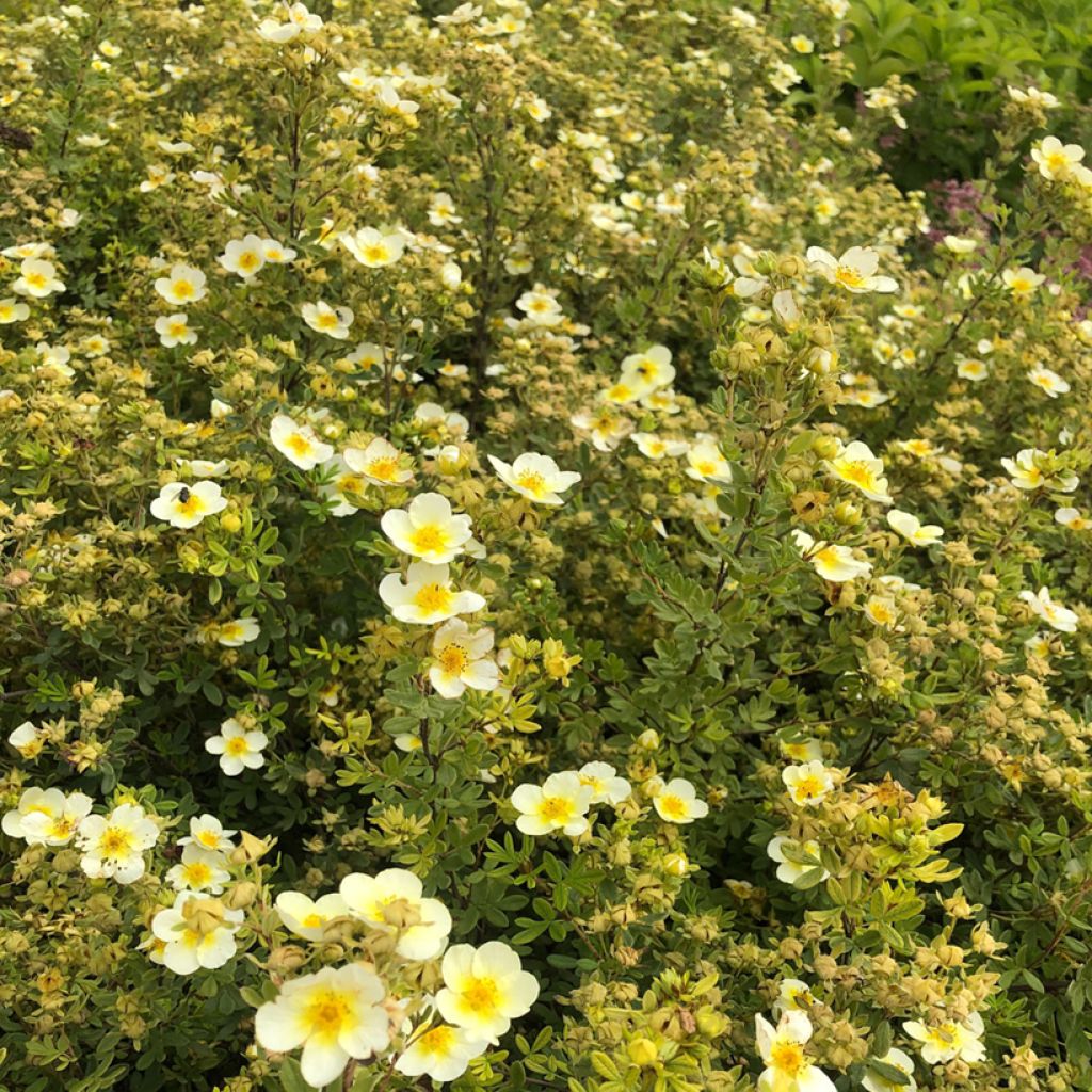 Potentilla fruticosa Limelight