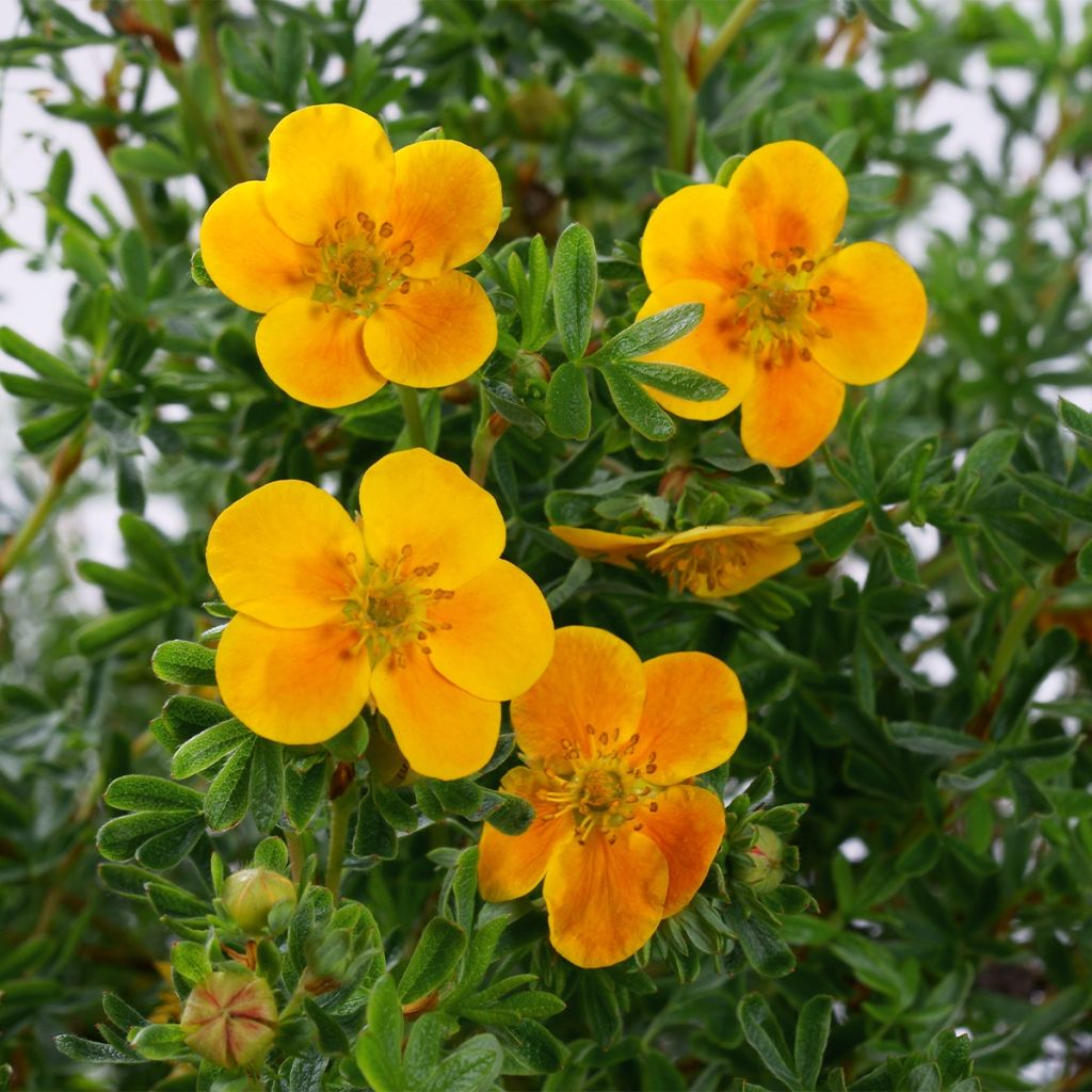 Fingerstrauch Mandarin Tango - Potentilla fruticosa