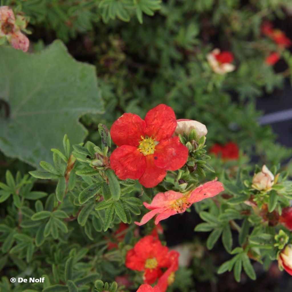 Fingerstrauch Marian Red Robin - Potentilla fruticosa