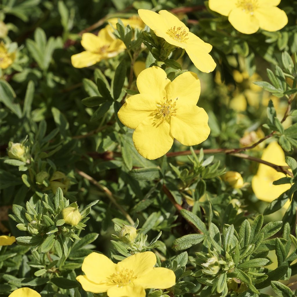 Fingerstrauch Medicine Wheel Mountain - Potentilla fruticosa