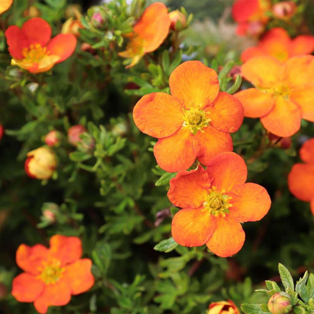 Fingerstrauch Orangissima - Potentilla fruticosa