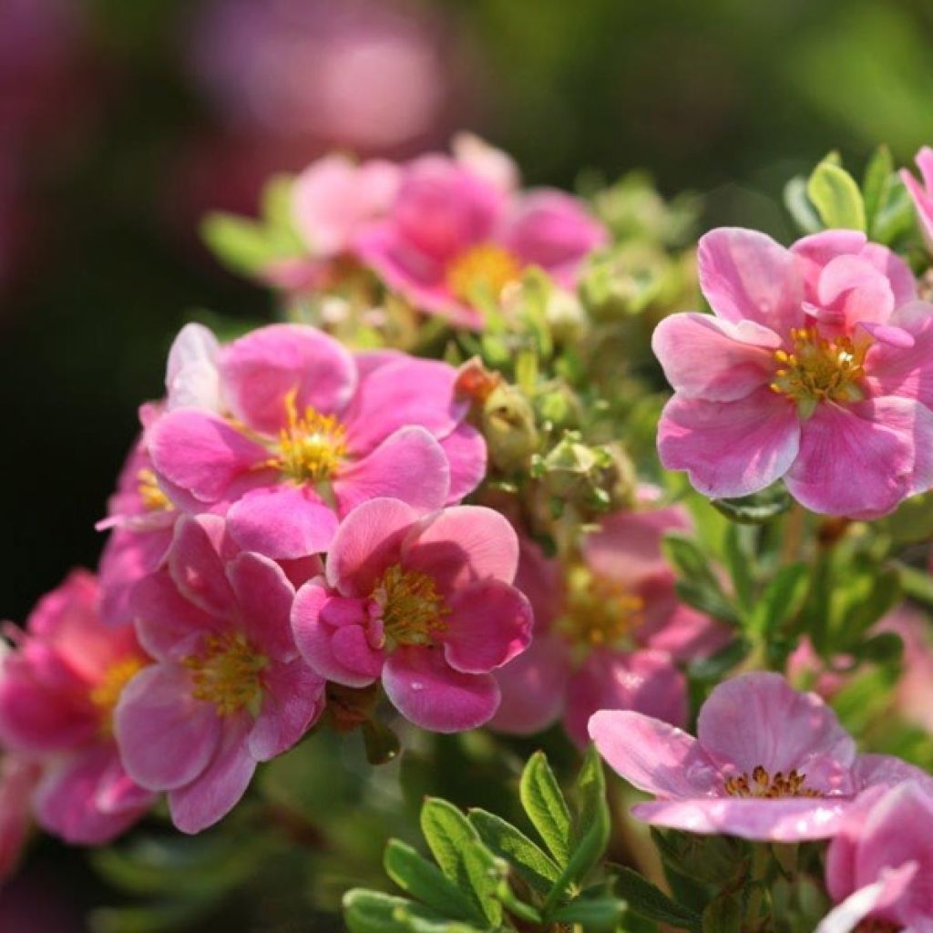 Fingerstrauch Pink Paradise - Potentilla fruticosa