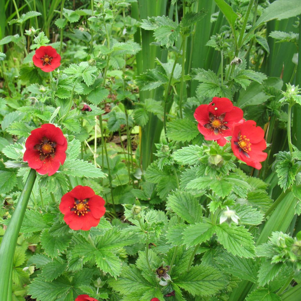 Potentilla Flamenco - Fingerkraut