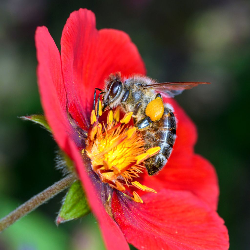 Potentilla Flamenco - Fingerkraut