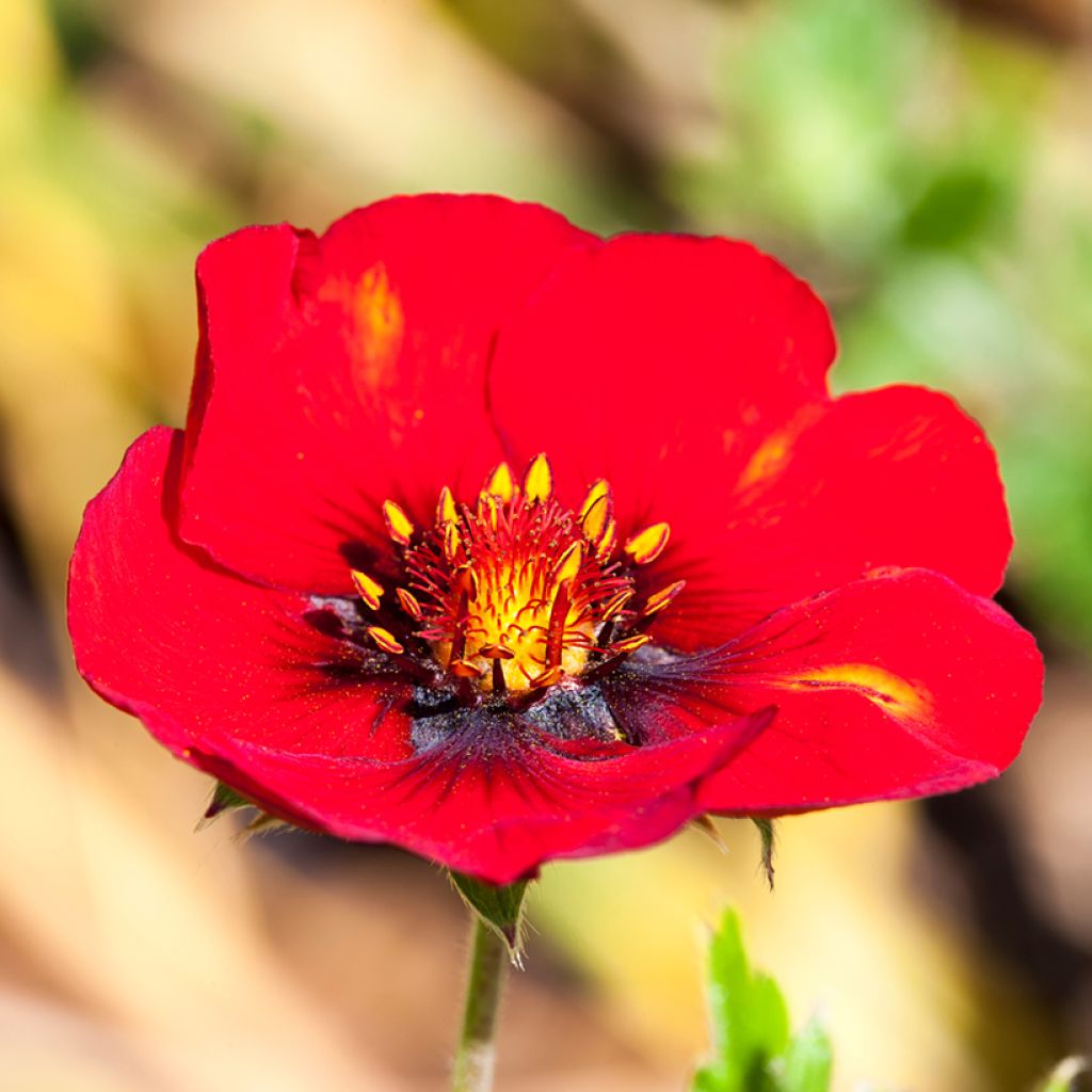 Potentilla Flamenco - Fingerkraut