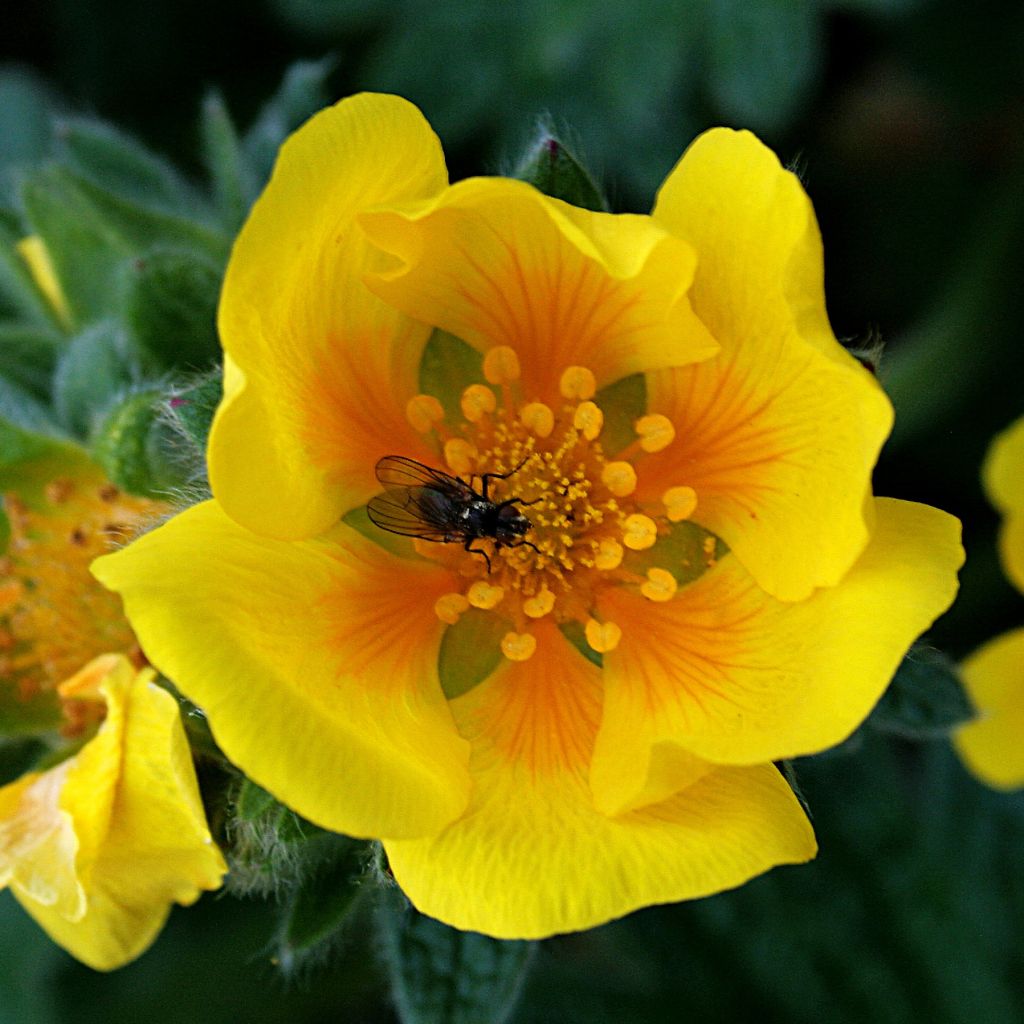 Potentilla megalantha - Potentille à grandes fleurs