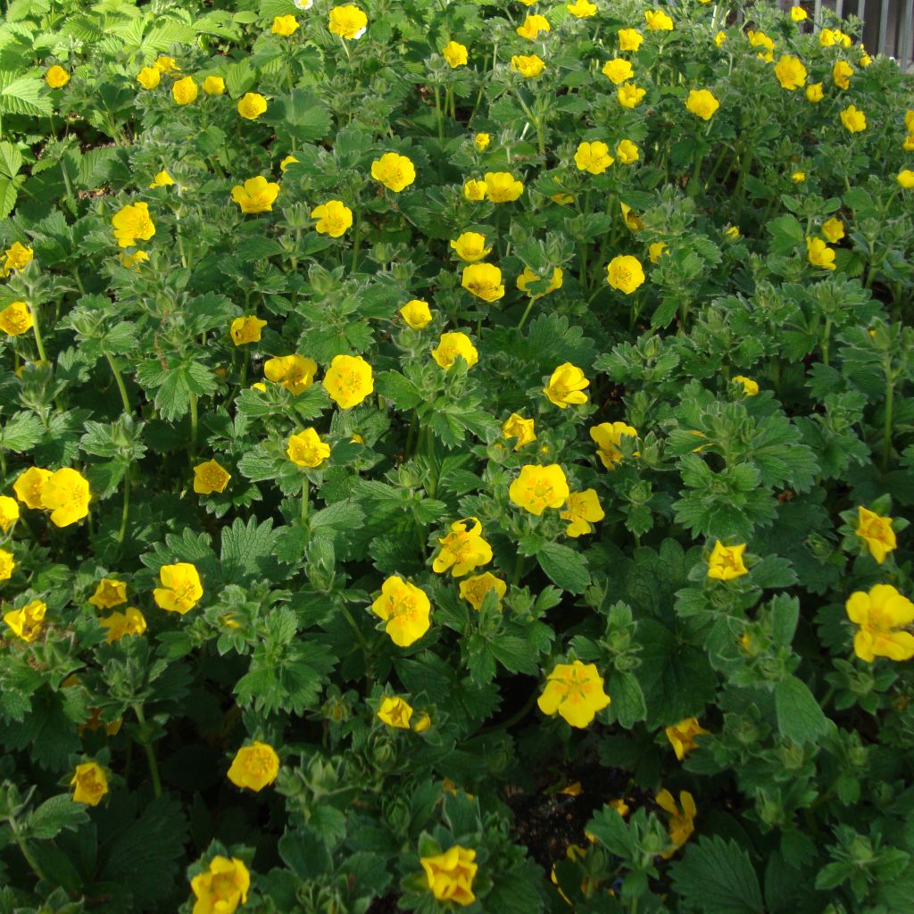 Potentilla megalantha - Potentille à grandes fleurs