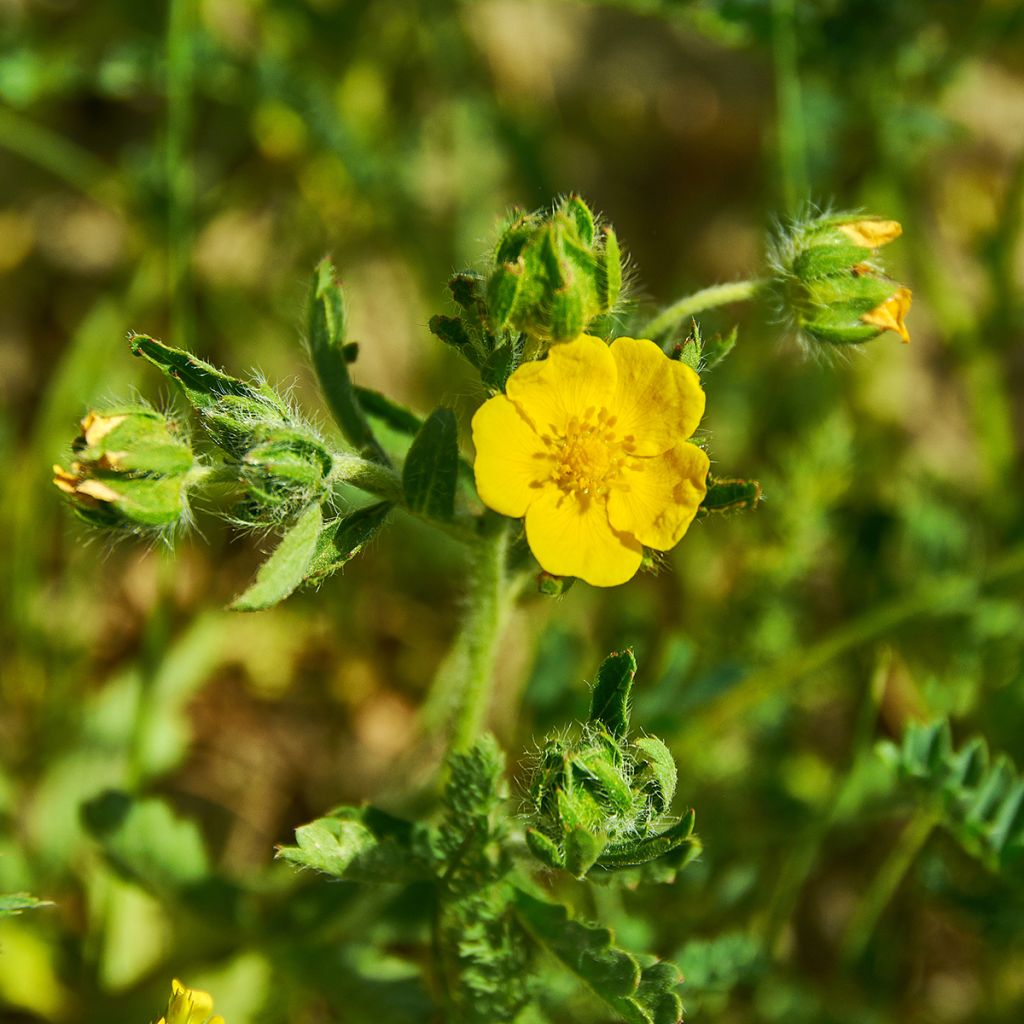 Potentilla megalantha - Großblütiges Fingerkraut