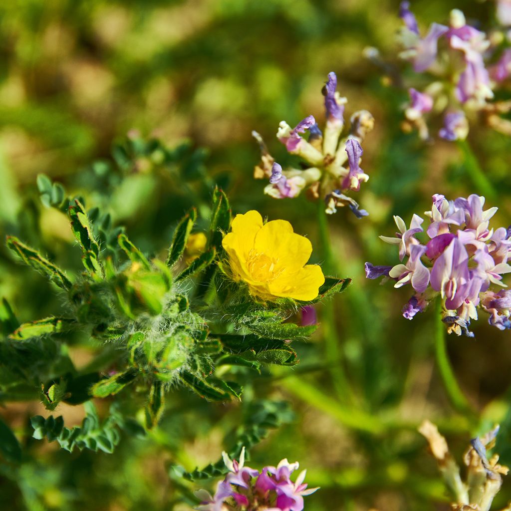 Potentilla megalantha - Großblütiges Fingerkraut