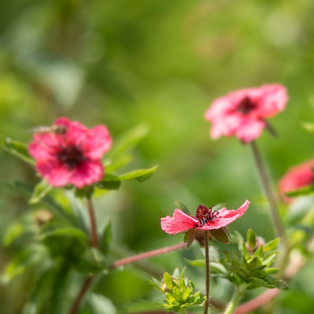 Potentilla nepalensis Miss Willmot - Nepal-Fingerkraut