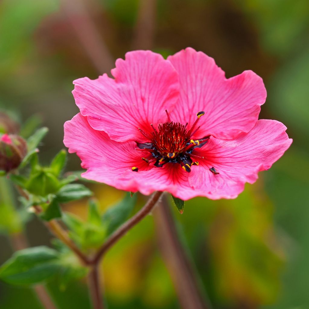 Potentilla nepalensis Miss Willmot - Nepal-Fingerkraut