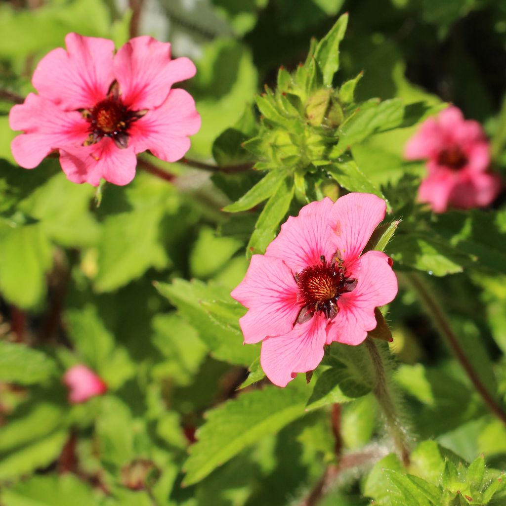 Potentilla nepalensis Miss Willmot - Nepal-Fingerkraut