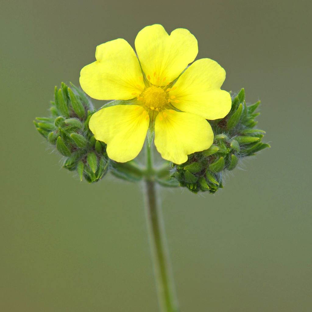 Potentilla recta Warrenii - Aufrechtes Fingerkraut