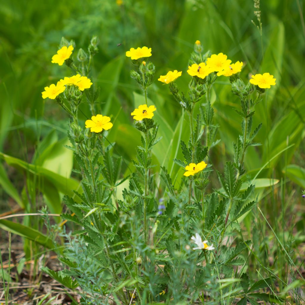 Potentilla recta Warrenii - Aufrechtes Fingerkraut