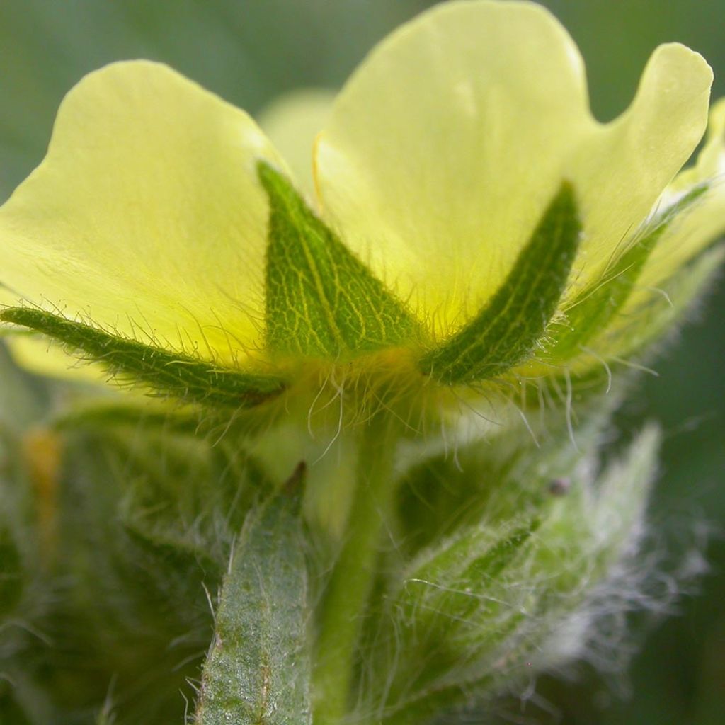 Potentilla recta Warrenii - Aufrechtes Fingerkraut