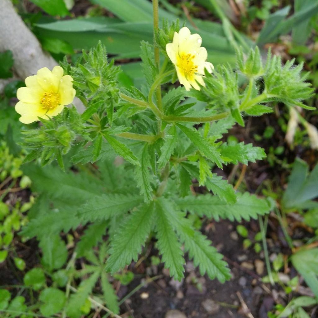 Potentilla recta Warrenii - Aufrechtes Fingerkraut