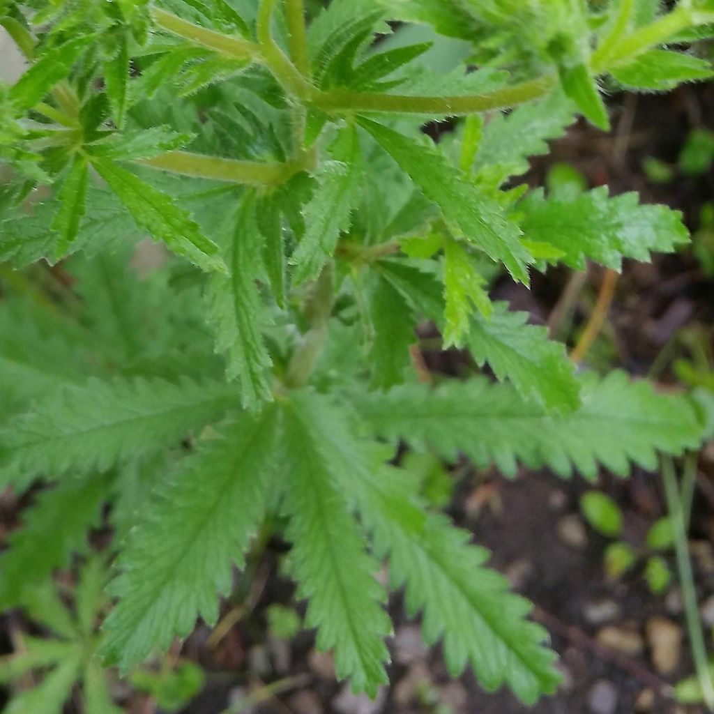 Potentilla recta Warrenii - Aufrechtes Fingerkraut