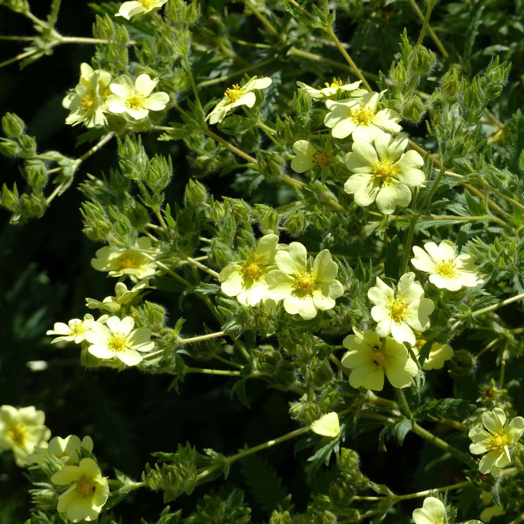 Potentilla recta var. sulphurea - Aufrechtes Fingerkraut