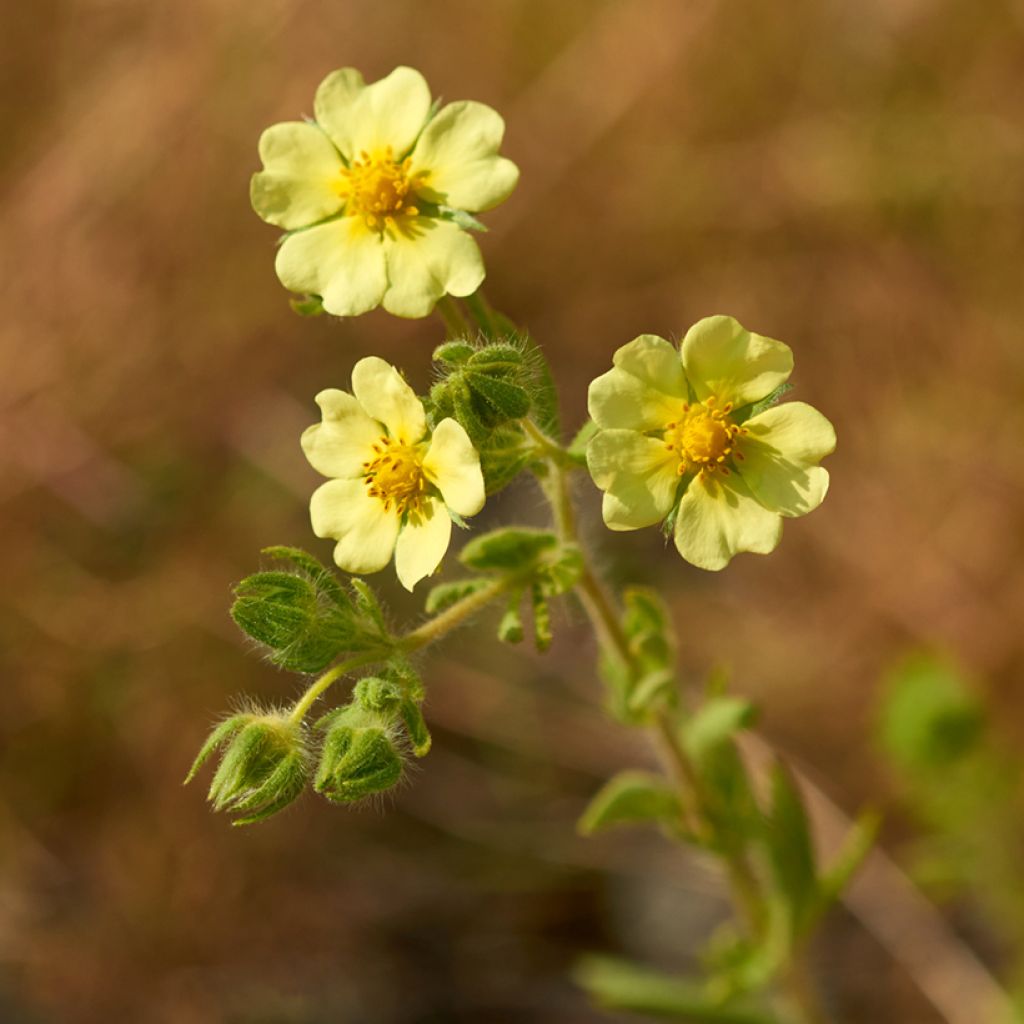 Potentilla recta var. sulphurea - Aufrechtes Fingerkraut