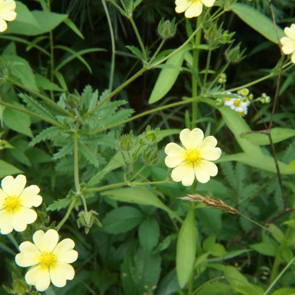 Potentilla recta var. sulphurea - Aufrechtes Fingerkraut