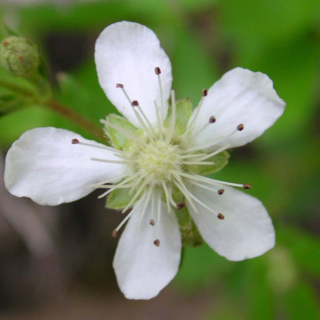 Potentilla tridentata Minima - Dreizähniges Fingerkraut