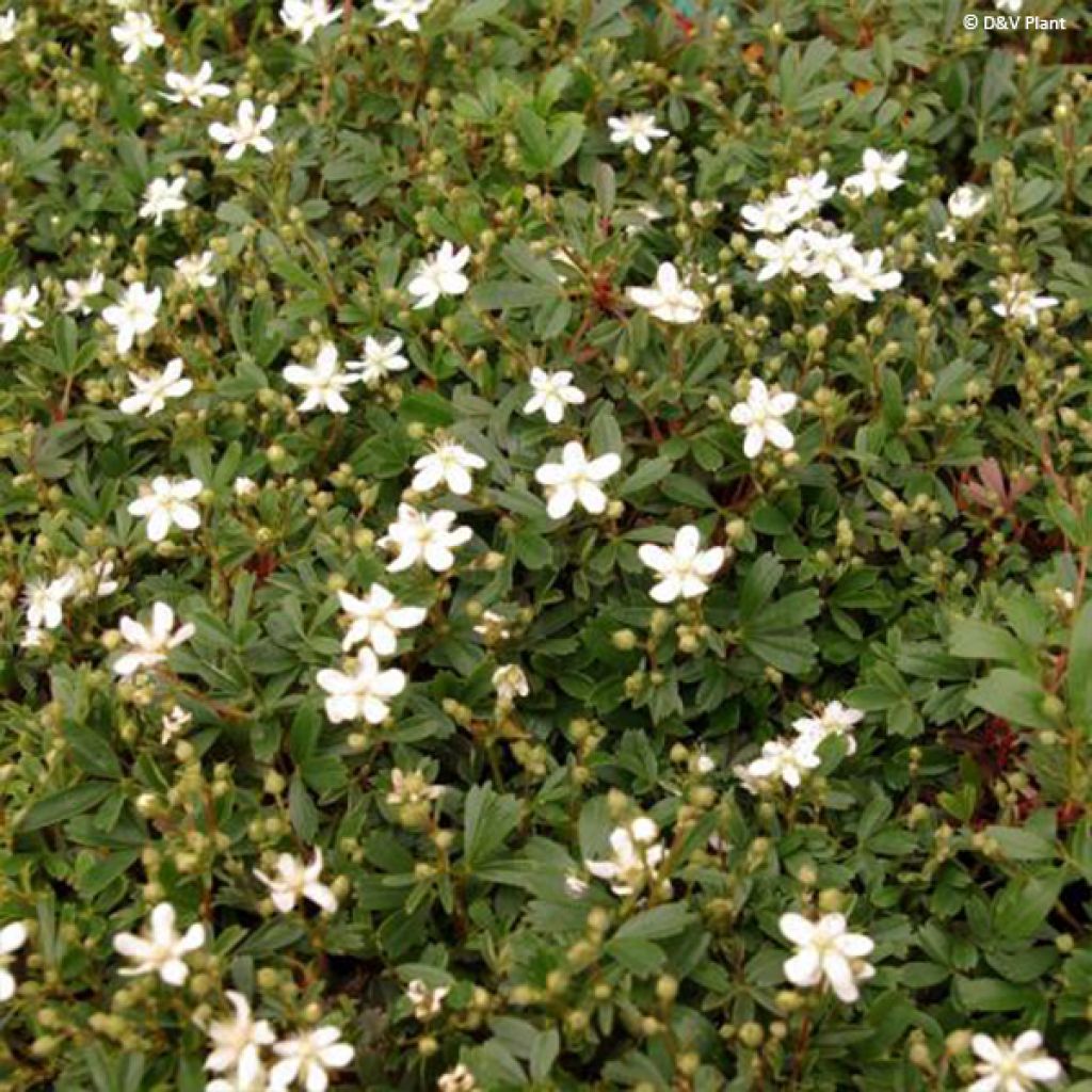 Potentilla tridentata Nuuk - Dreizähniges Fingerkraut