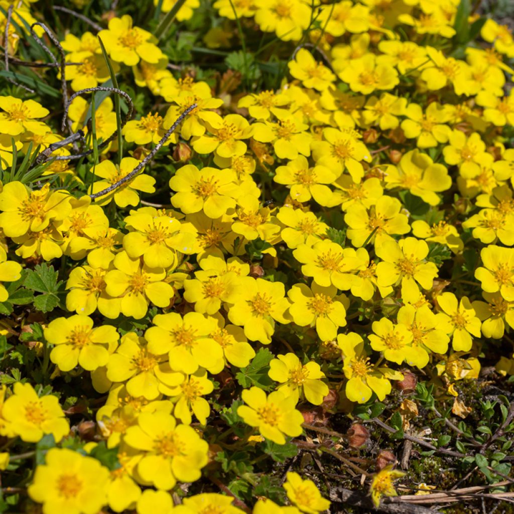 Potentilla verna - Frühlings-Fingerkraut