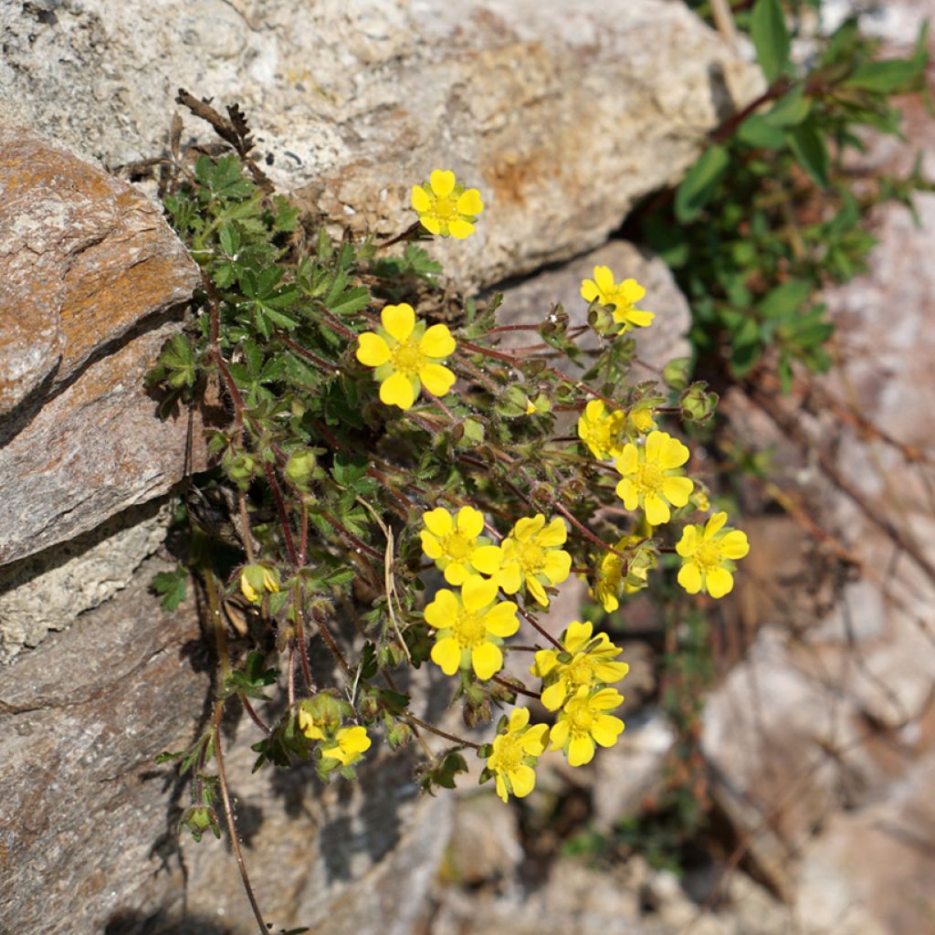 Potentilla verna - Frühlings-Fingerkraut