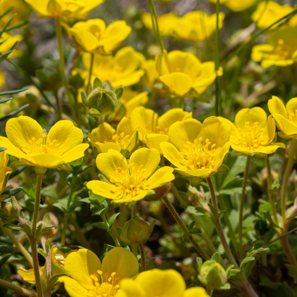 Potentilla verna - Frühlings-Fingerkraut