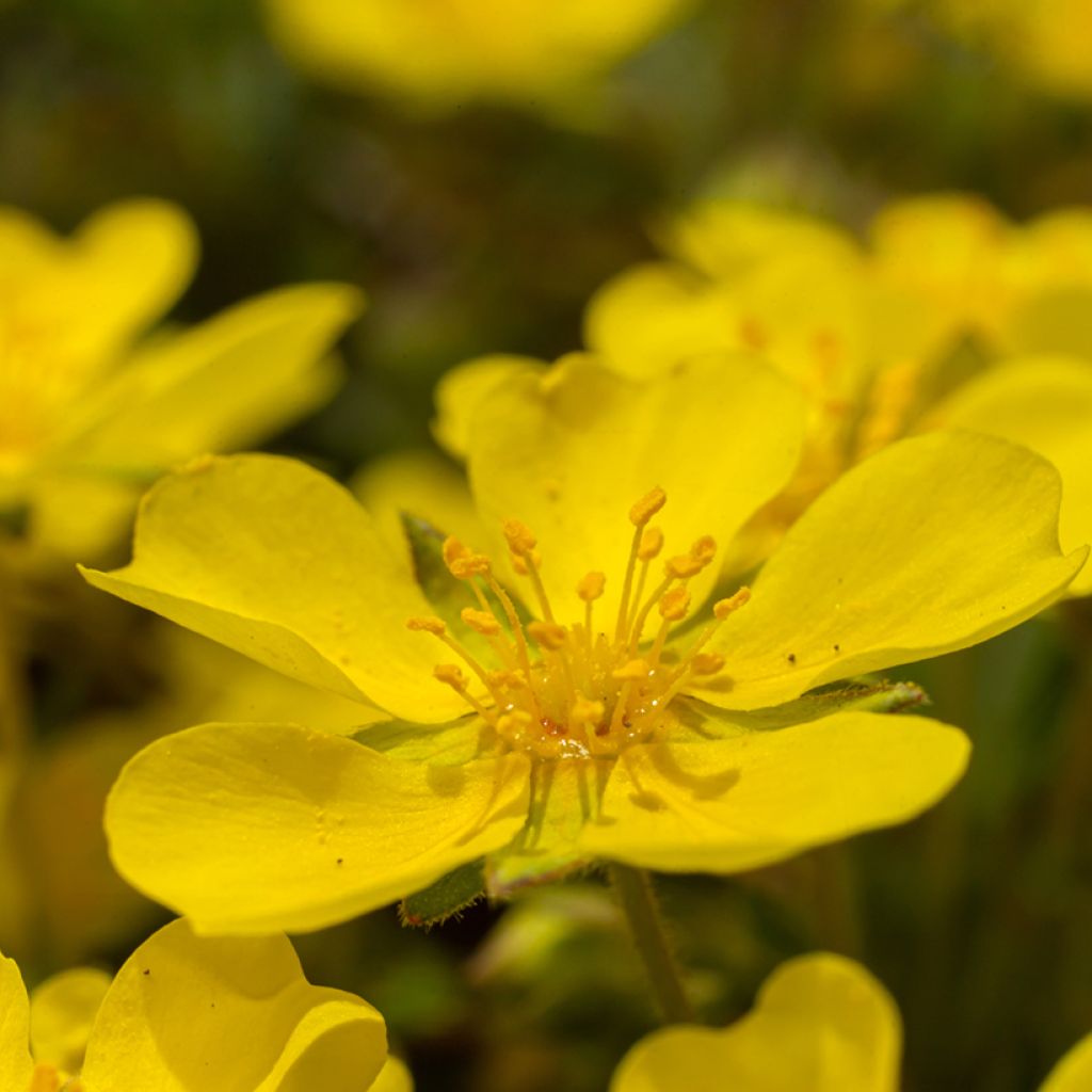 Potentilla verna - Frühlings-Fingerkraut