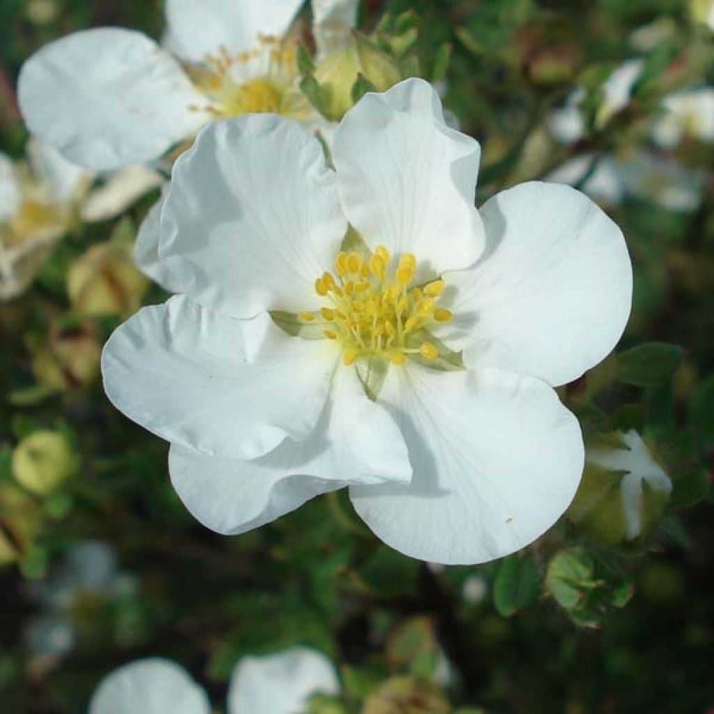 Potentilla fruticosa Abbotswood- Potentille arbustive