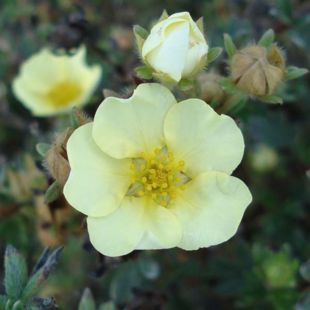 Fingerstrauch Primrose Beauty - Potentilla fruticosa