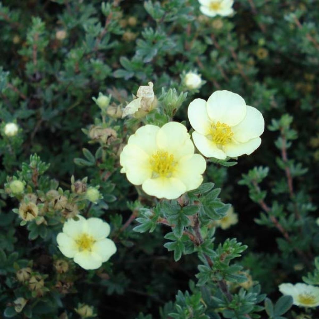 Potentille Fruticosa Primrose Beauty