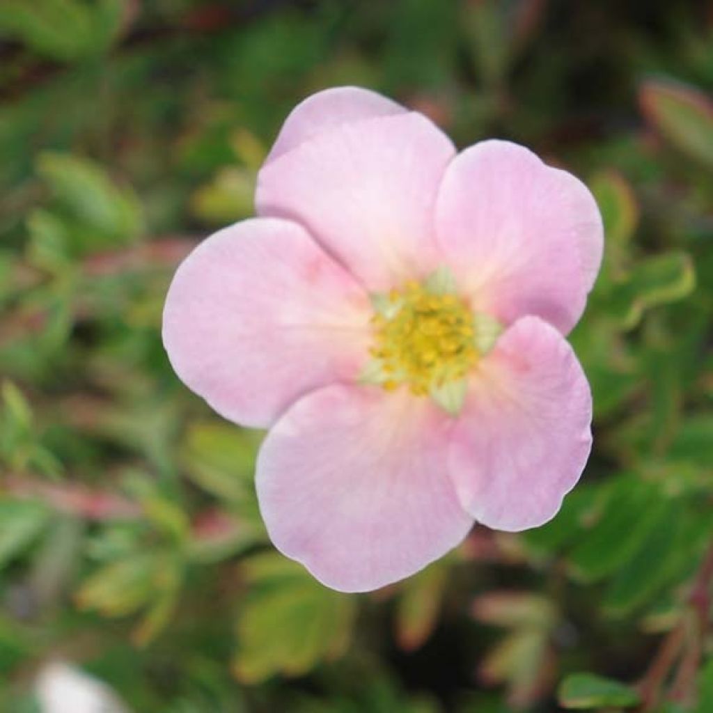 Fingerstrauch Princess Pink Queen - Potentilla fruticosa